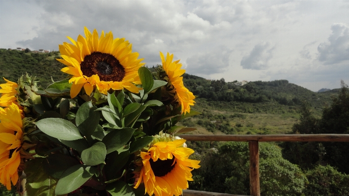 Foto Paisaje planta campo flor