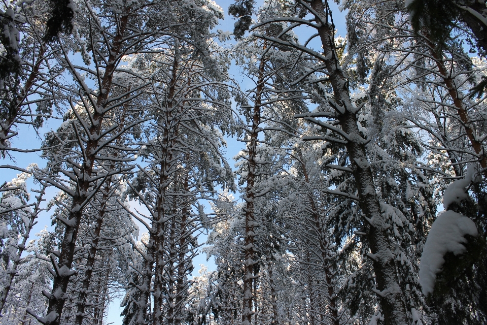 árvore floresta filial neve