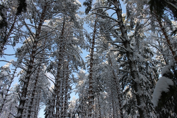 Tree forest branch snow Photo