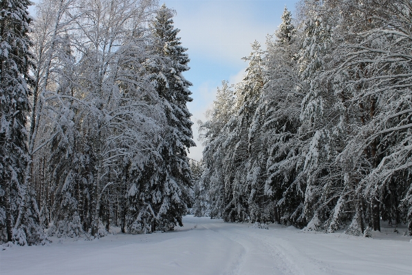 Foto Albero foresta nevicare inverno