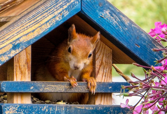 Cute wildlife feed mammal Photo