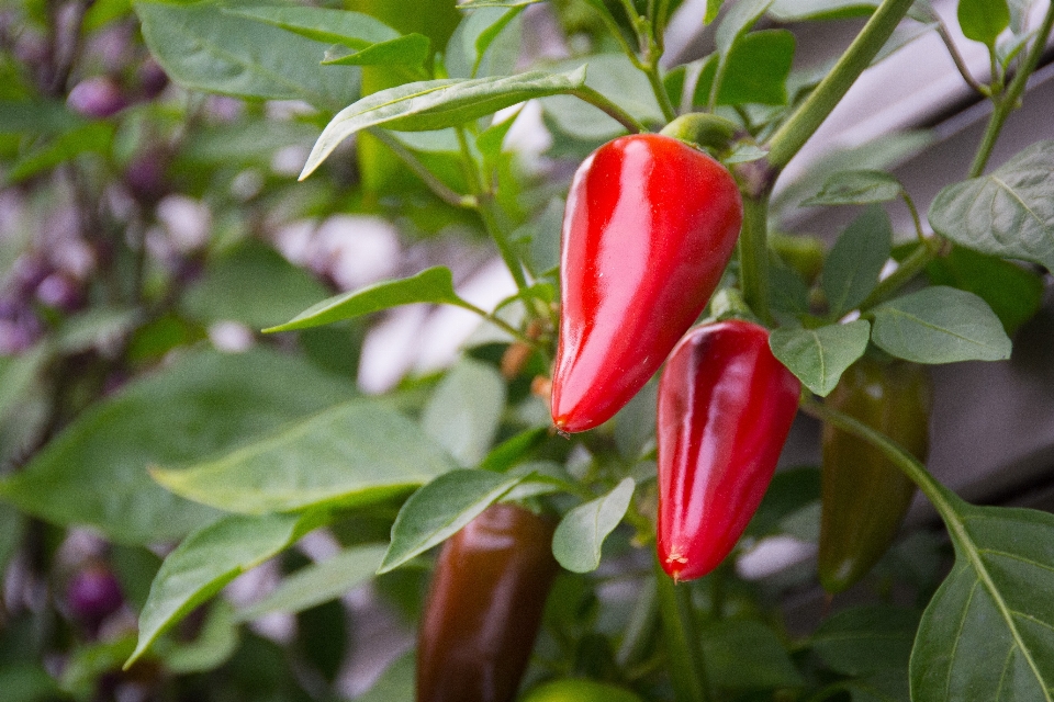 Sharp plant flower food