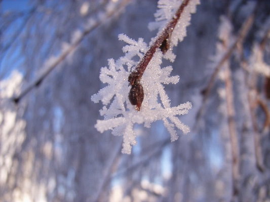 Photo Arbre nature bifurquer neige