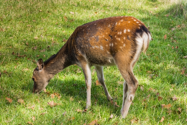 Wildlife deer grazing mammal Photo