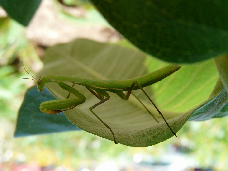 Natura ramo pianta foglia