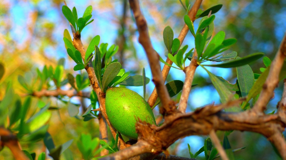 Tree nature branch plant