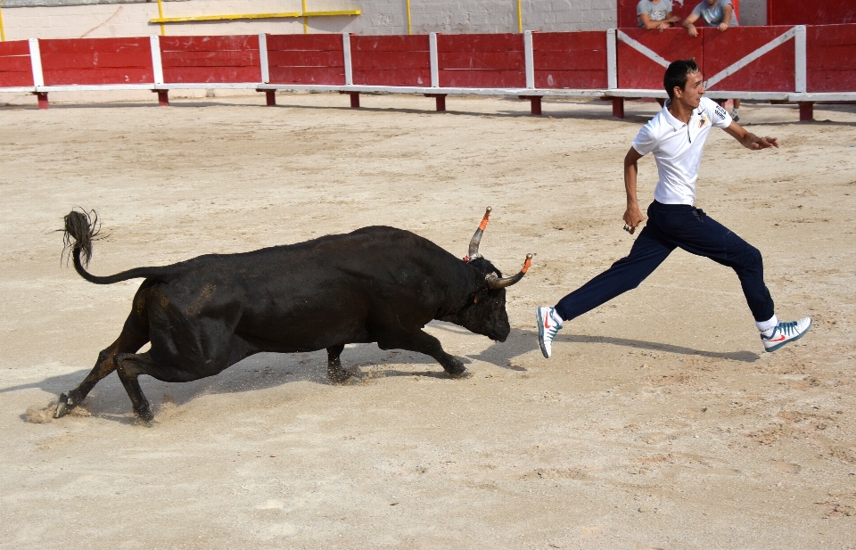 Animal toro deportes actuación