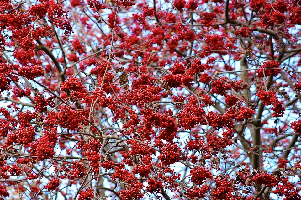 Tree nature branch blossom