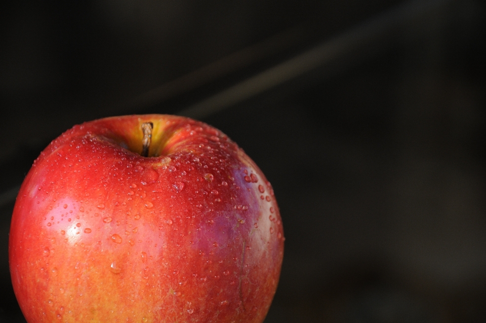 Apple branch plant photography