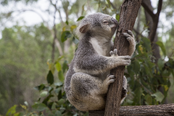 Wildlife mammal fauna primate Photo