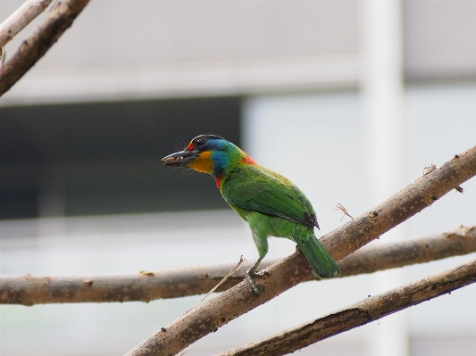 Photo Bifurquer oiseau aile faune