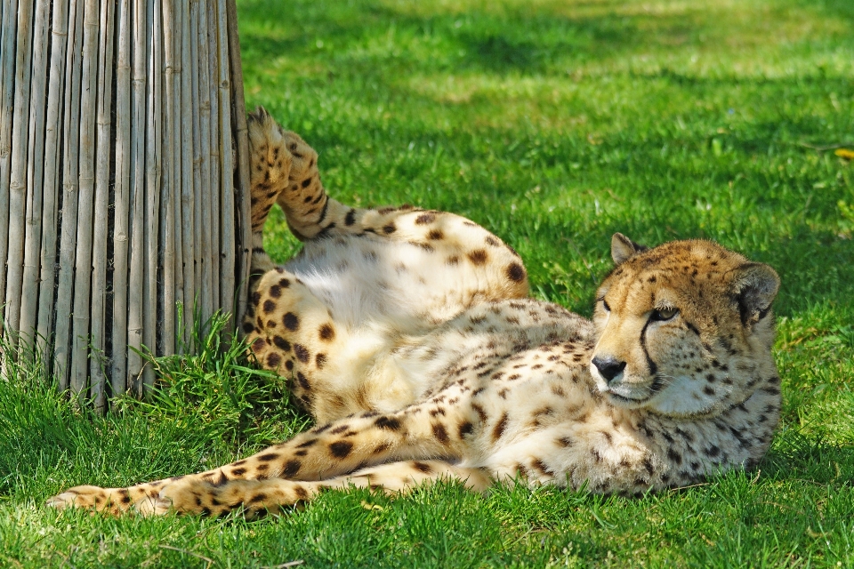 Wildlife zoo mammal predator