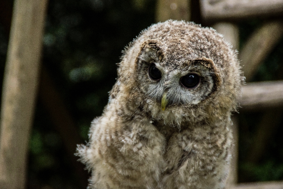 Wald vogel tier tierwelt