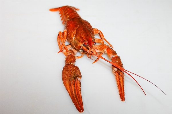 Foto Satwa makanan merah laut