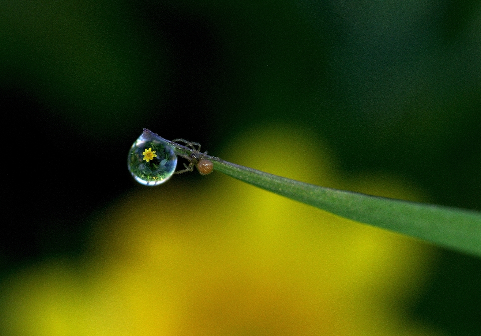 Water nature grass branch