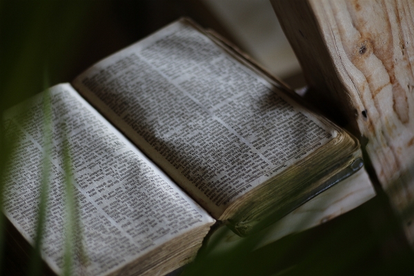 Book read wood old Photo