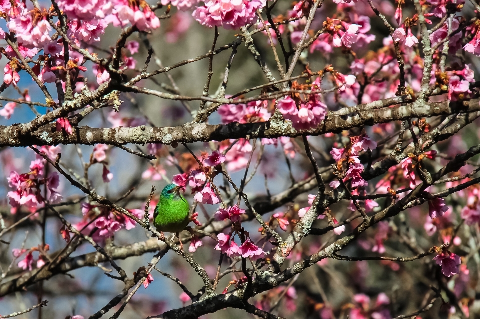 árbol naturaleza rama florecer