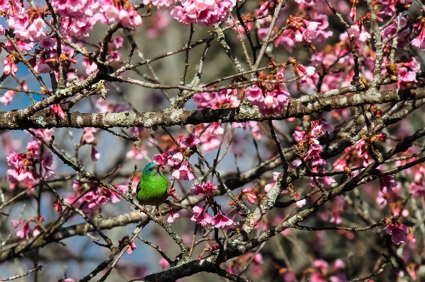 木 自然 ブランチ 花 写真