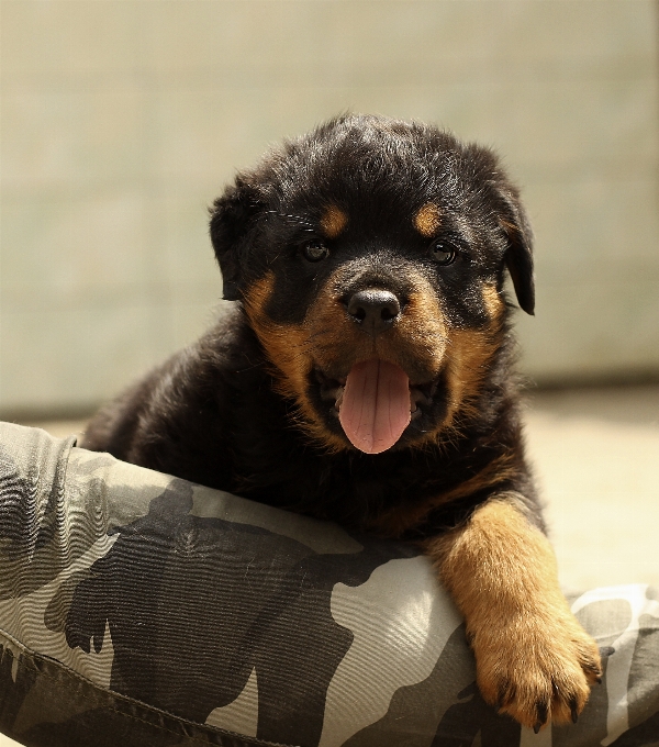 Nature white home puppy