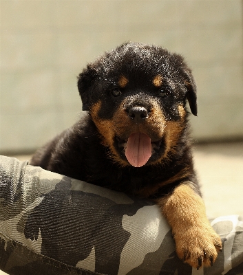 Foto Alam putih rumah anak anjing