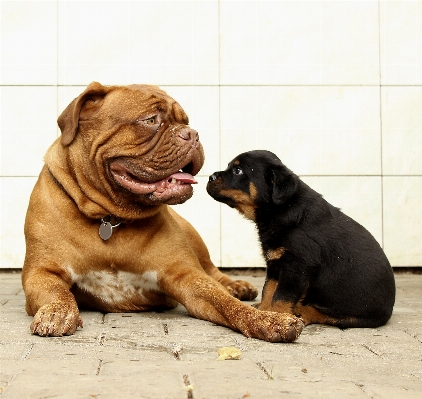 Foto Alam putih rumah anak anjing