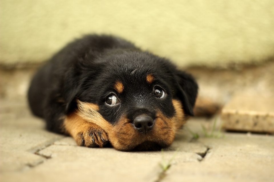 Nature white home puppy