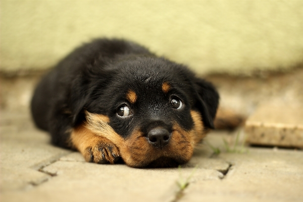 Foto Alam putih rumah anak anjing