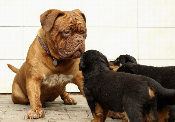 Foto Alam putih rumah anak anjing