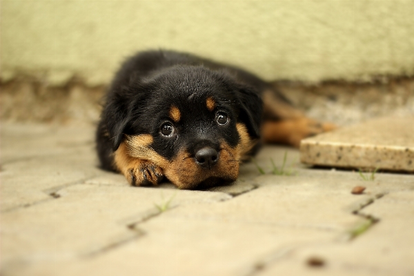 Foto Alam putih rumah anak anjing