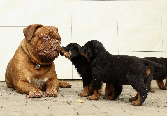 Foto Alam putih rumah anak anjing