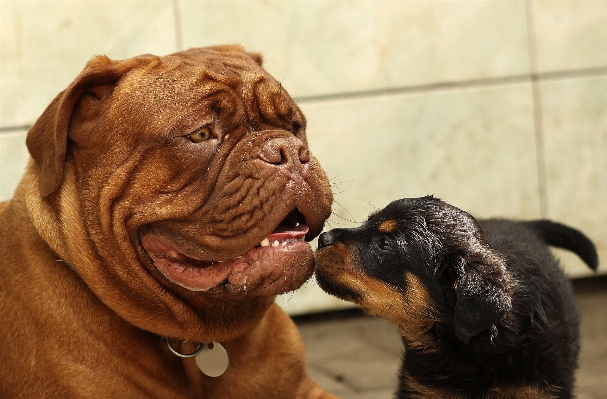 Foto Alam putih rumah anak anjing