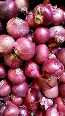 Bitki yiyecek üretmek sebze Fotoğraf