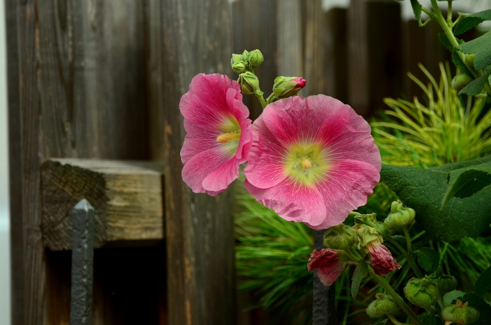 Florescer plantar flor pétala