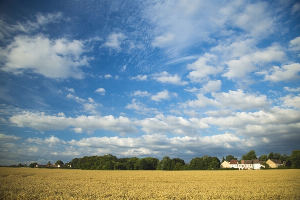 Landscape tree grass horizon Photo