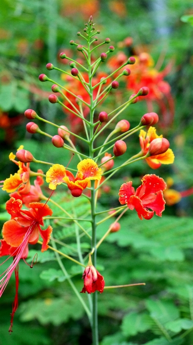 Usine fleur rouge herbe