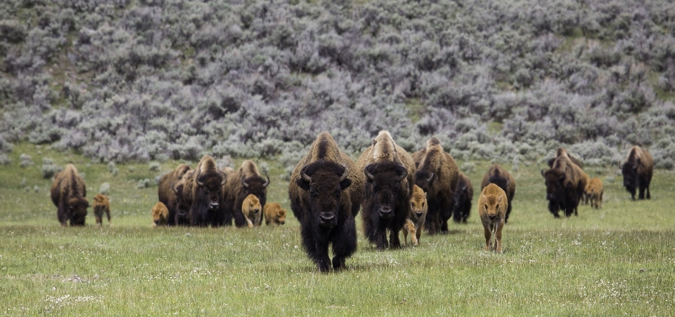 Paysage marche prairie
 animal