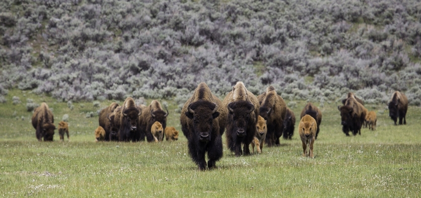 Landscape walking prairie animal Photo