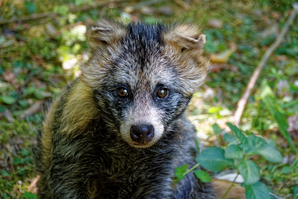 動物 野生動物 野生 動物園