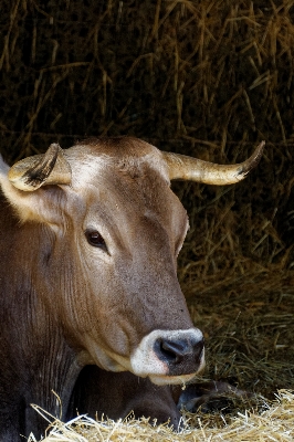 Foto Grama animal animais selvagens buzina