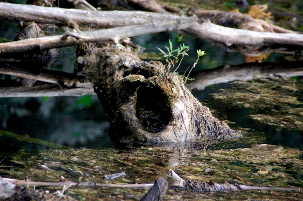 Landscape tree water nature Photo