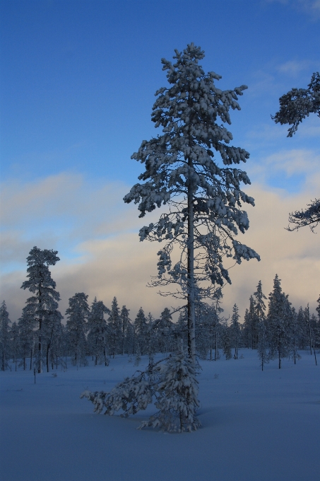 Landscape tree nature forest