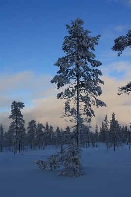 Landscape tree nature forest Photo