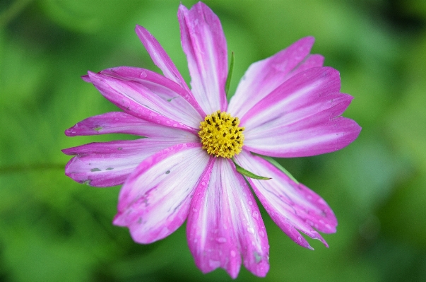 Water nature blossom drop Photo