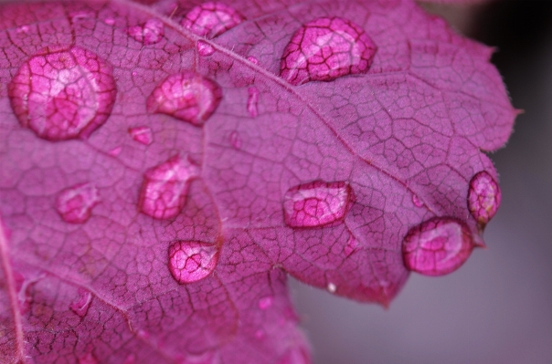 Foto Acqua natura gocciolina gocciolare