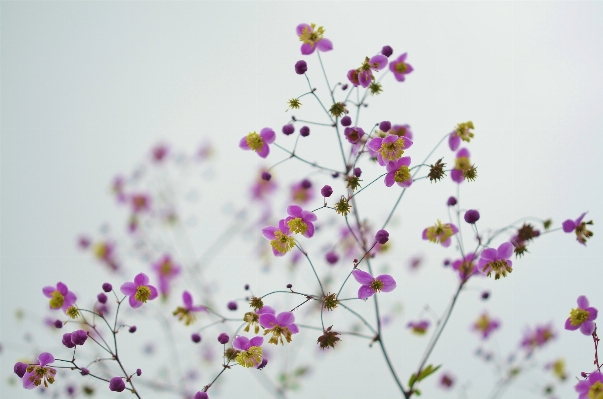 Water nature branch blossom Photo