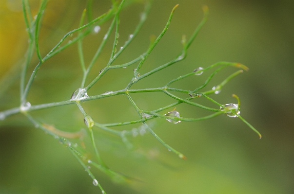 Water nature grass branch Photo