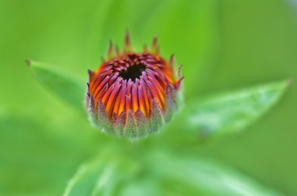 Natura fiore pianta fotografia