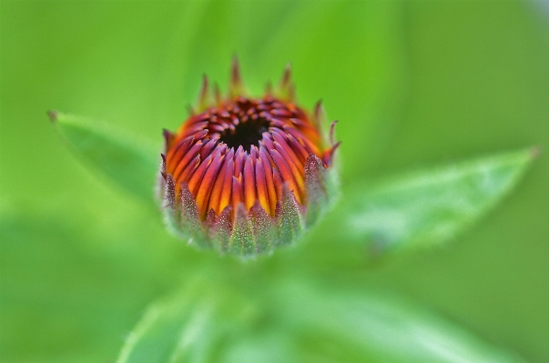 Nature blossom plant photography Photo