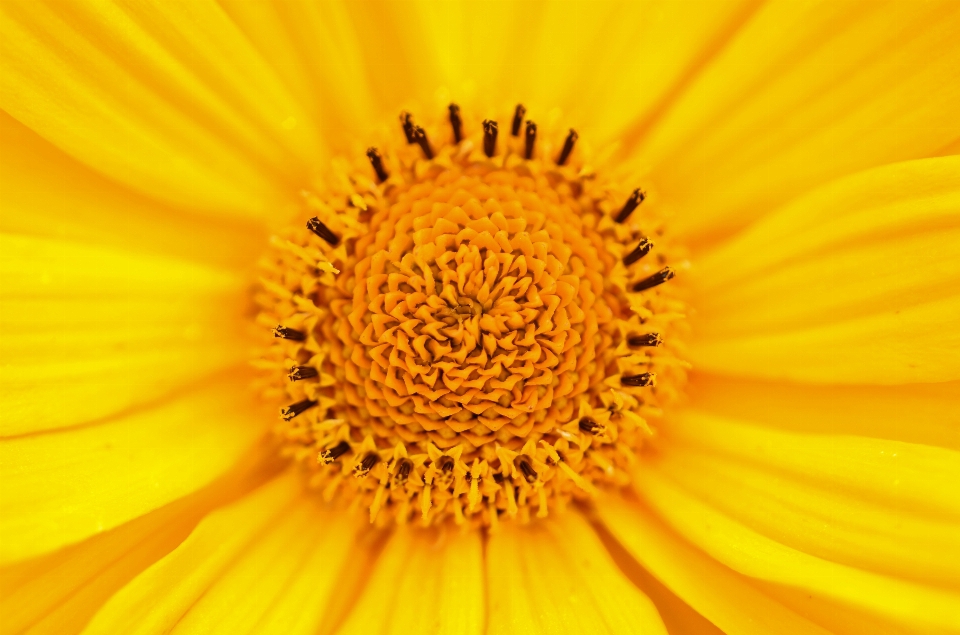 Natura fiore pianta campo