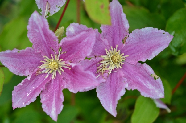 Nature blossom plant leaf Photo